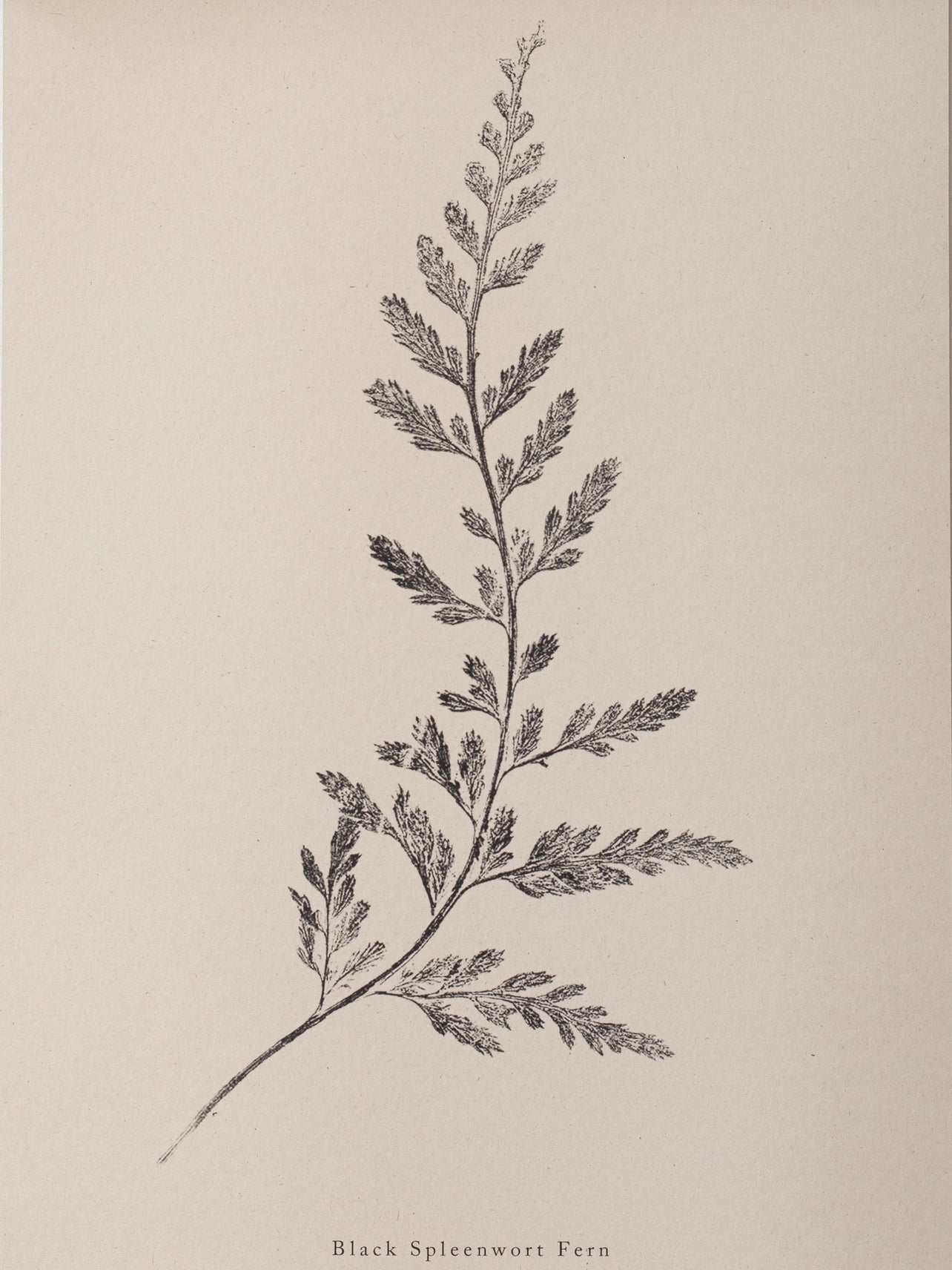 Spleenwort Fern A4 Botanical Monoprint Unframed Print by Alicia Breakspear - Lifestory