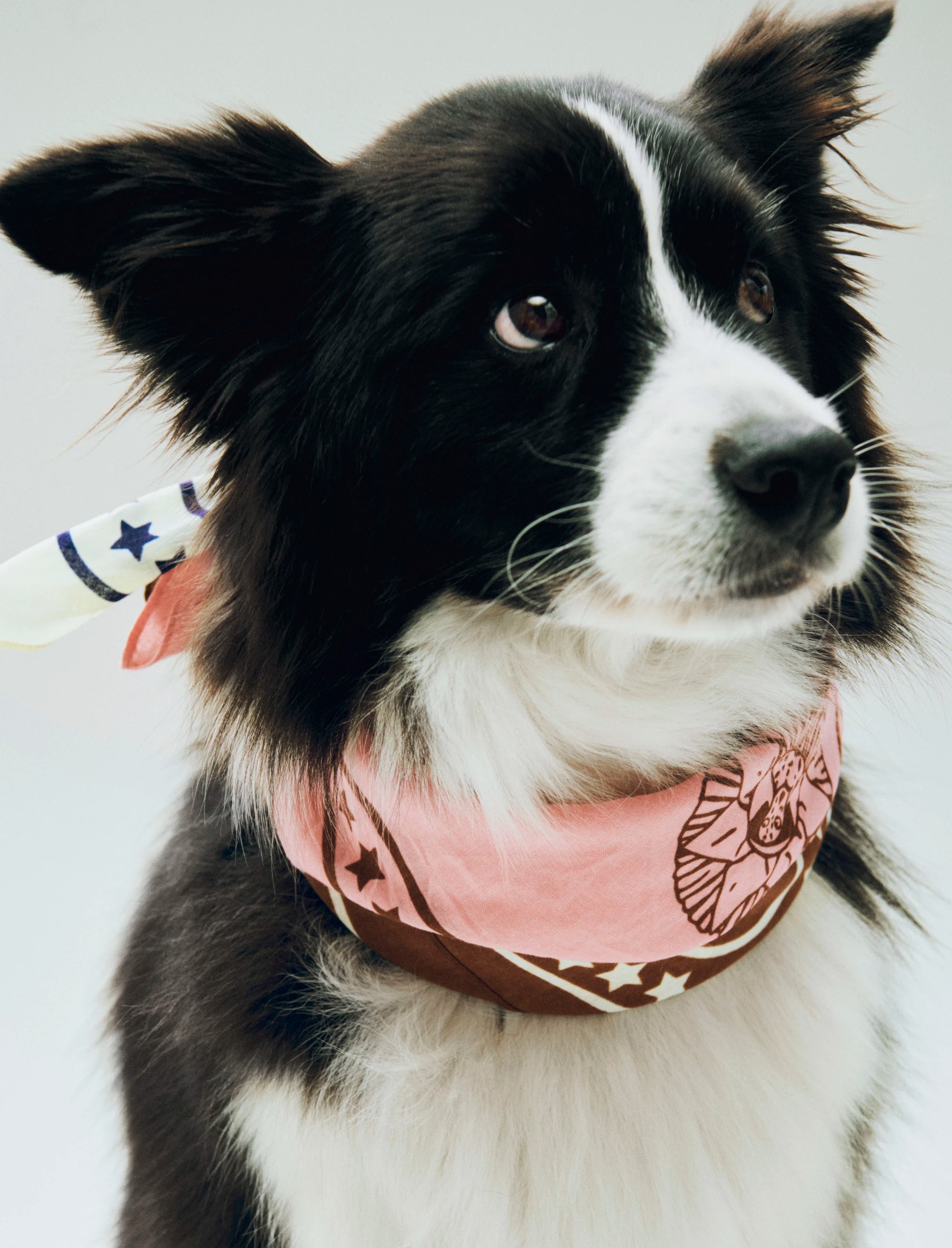 HAY Recycled Cotton Dogs Scarf in Various Colours - Lifestory