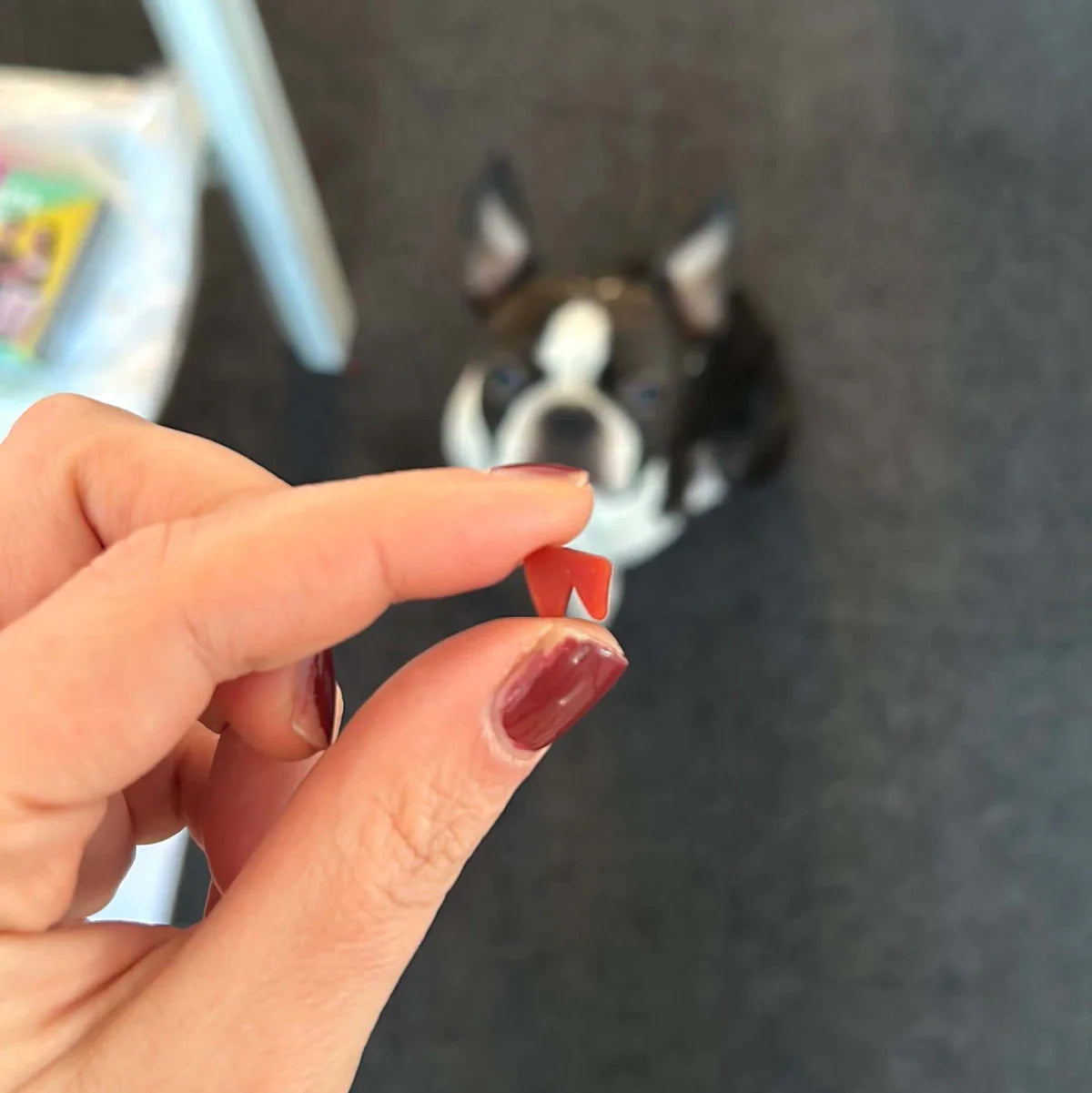 W'zis Plant Based Dog Training 'Wowzers' Treat Box - Lifestory