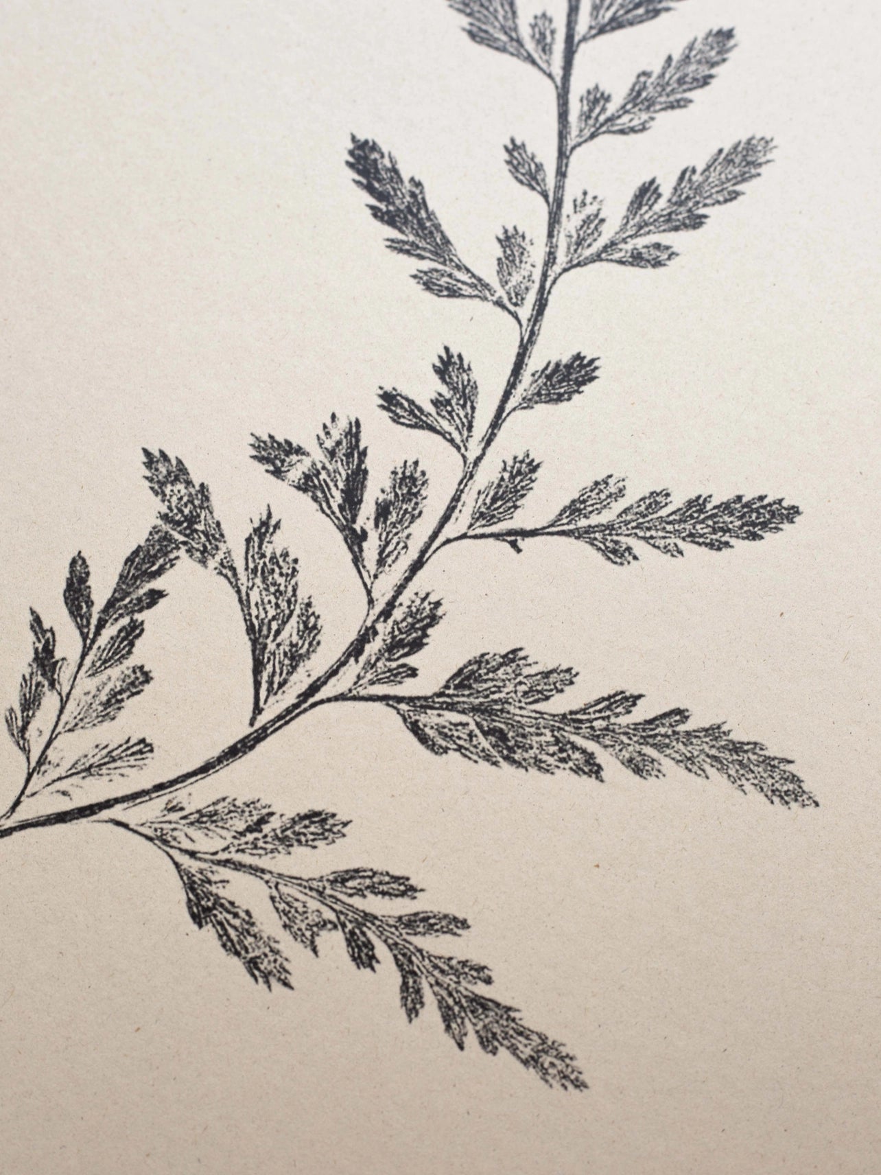 Spleenwort Fern A4 Botanical Monoprint Unframed Print by Alicia Breakspear - Lifestory