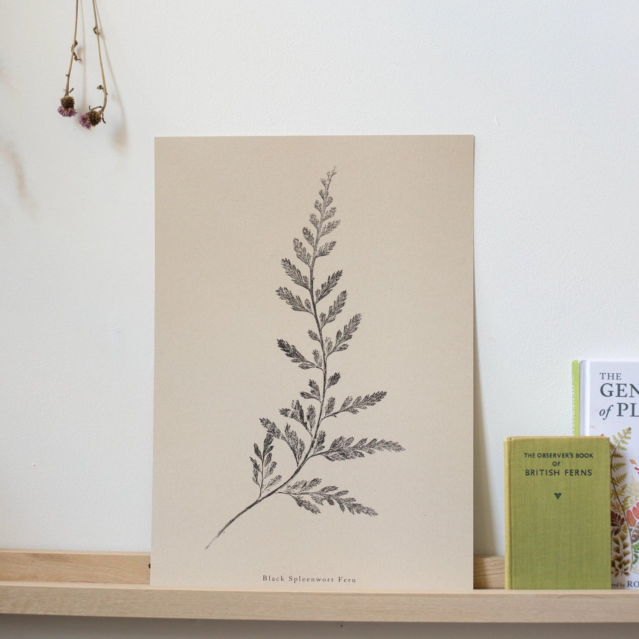 Spleenwort Fern A4 Botanical Monoprint Unframed Print by Alicia Breakspear - Lifestory