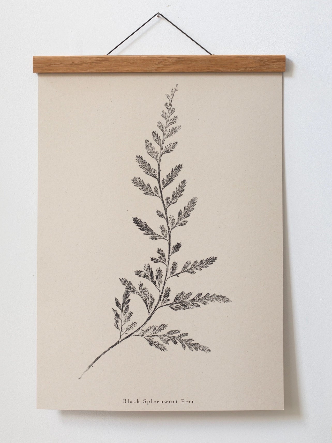 Spleenwort Fern A4 Botanical Monoprint Unframed Print by Alicia Breakspear - Lifestory