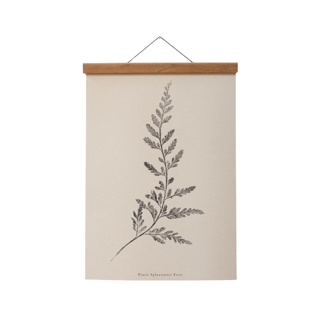 Spleenwort Fern A4 Botanical Monoprint Unframed Print by Alicia Breakspear - Lifestory