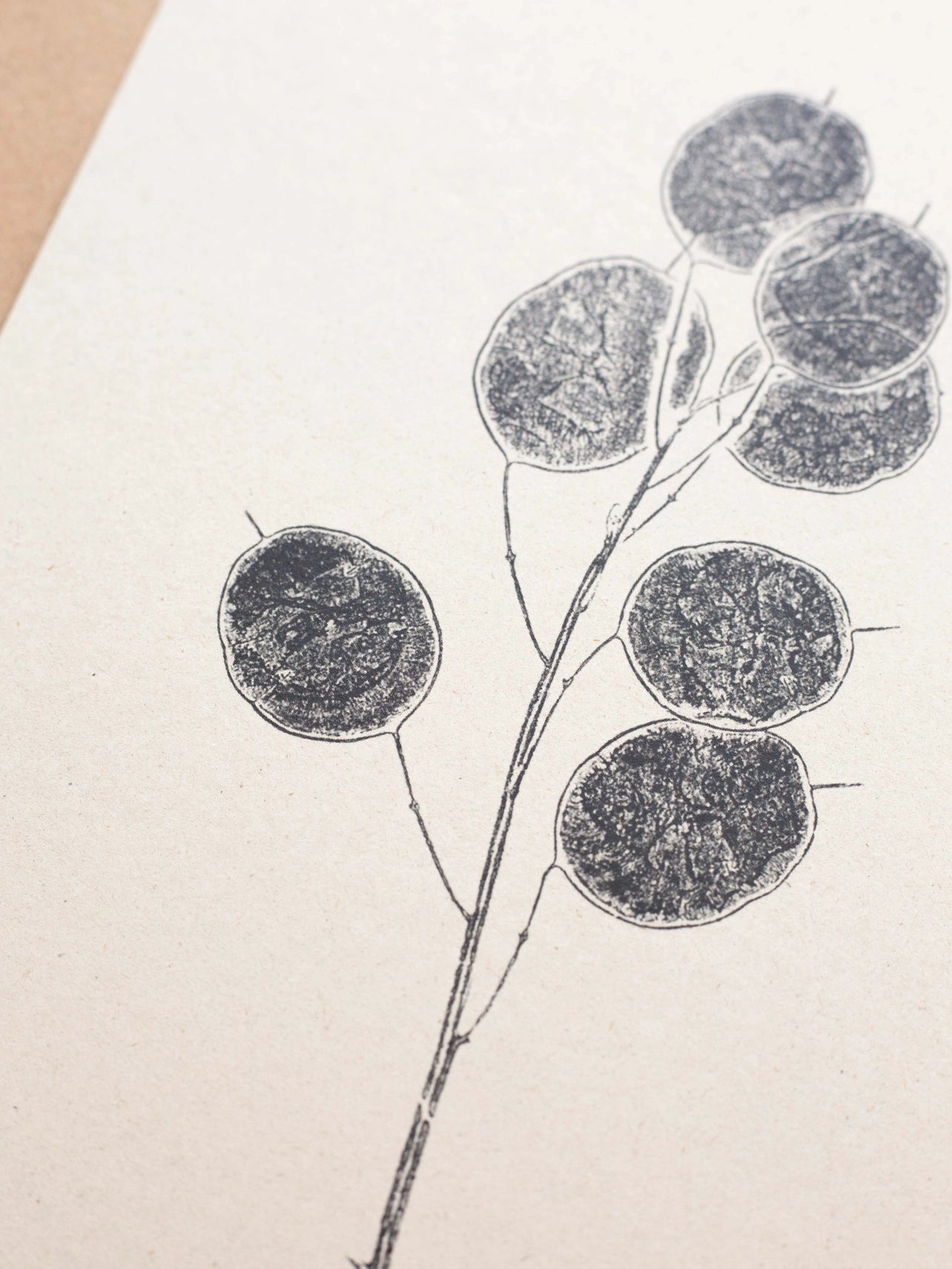 Honesty Pods A4 Botanical Monoprint Unframed Print by Alicia Breakspear - Lifestory