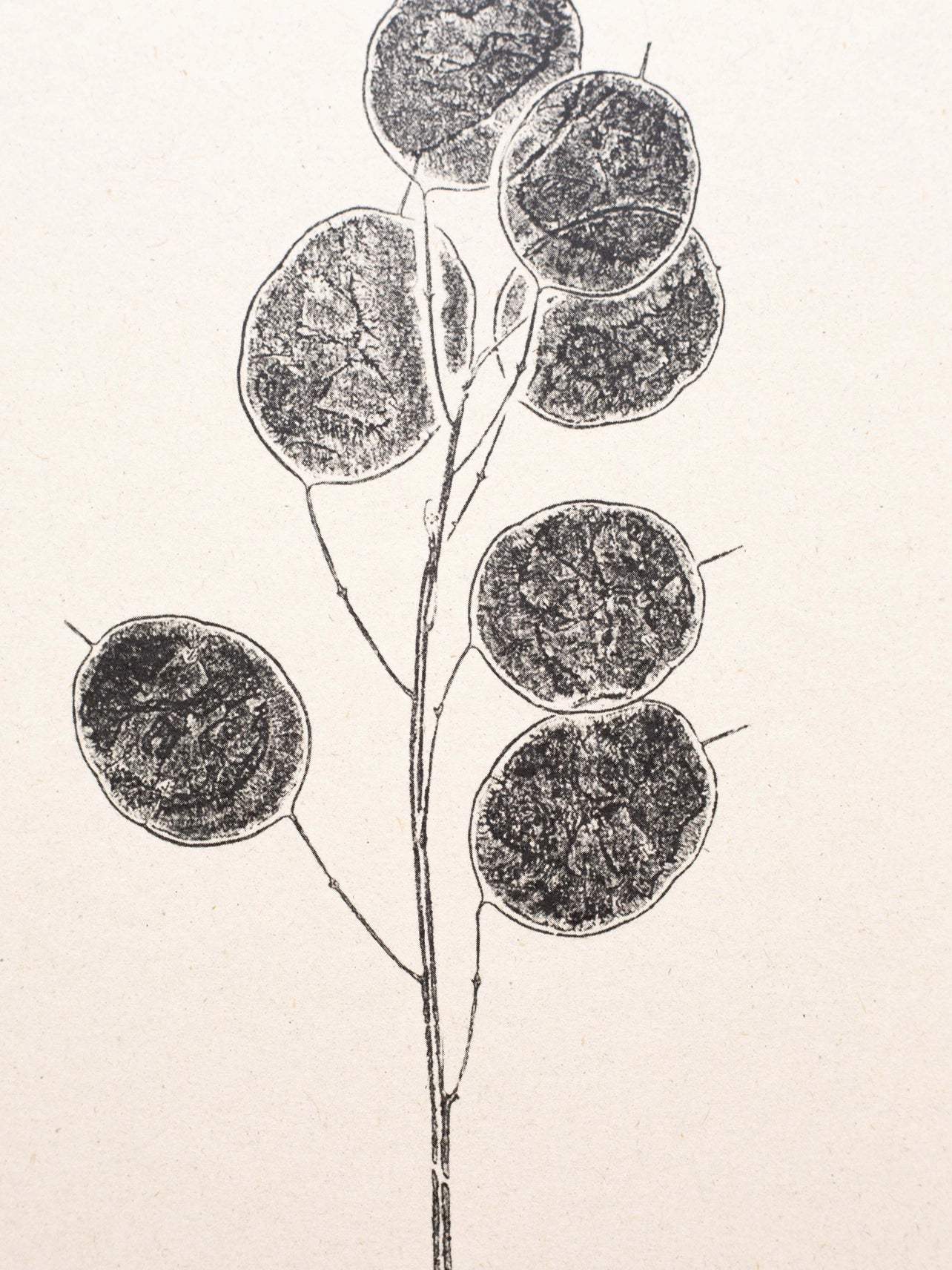 Honesty Pods A4 Botanical Monoprint Unframed Print by Alicia Breakspear - Lifestory