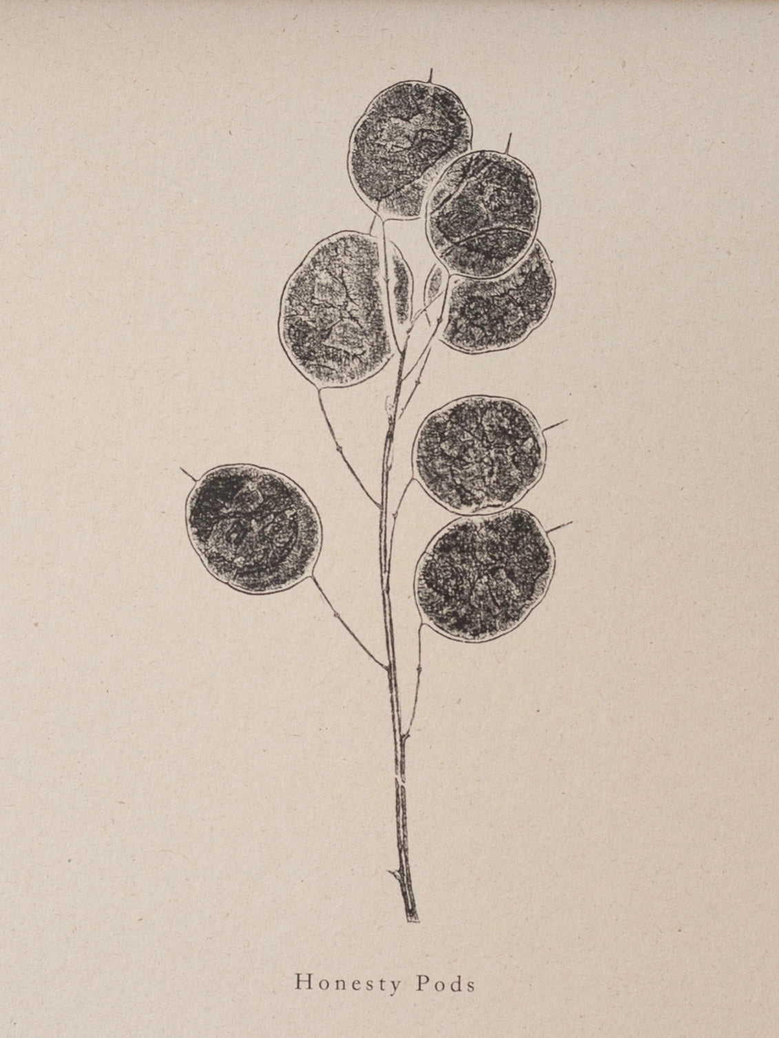 Honesty Pods A4 Botanical Monoprint Unframed Print by Alicia Breakspear - Lifestory