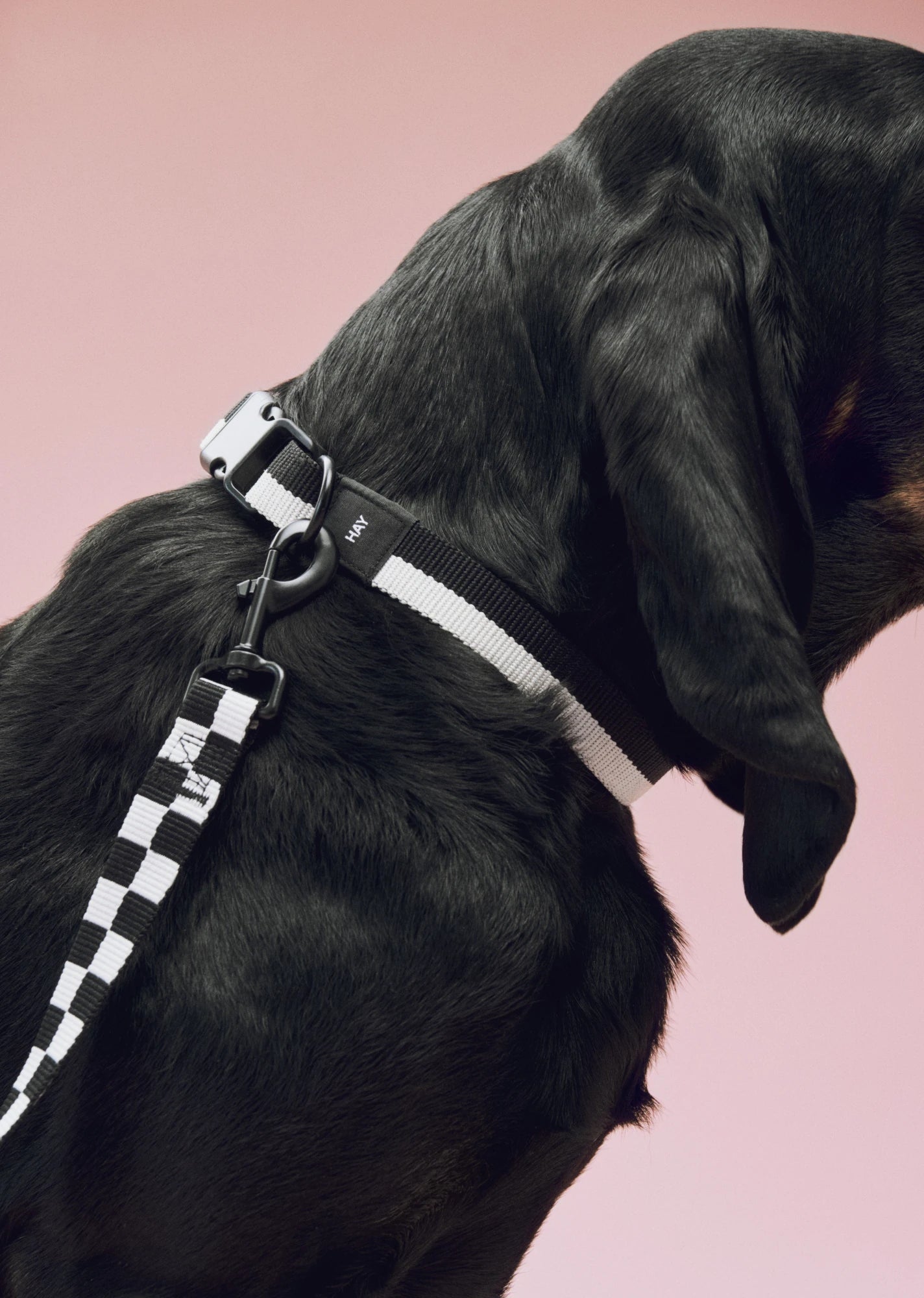 Dog Collar - Flat | by HAY - Lifestory