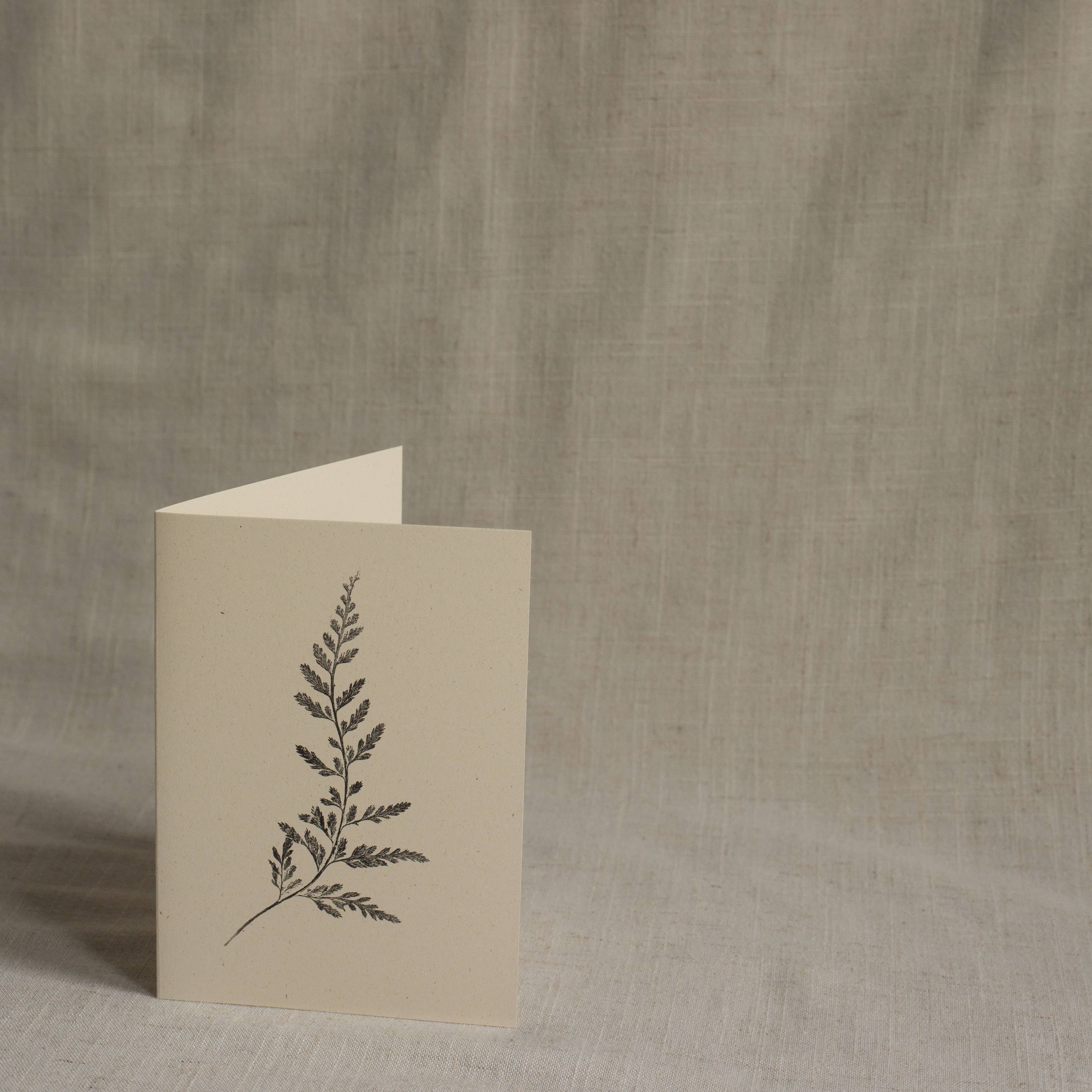 Spleenwort Fern Botanical Monoprint Card by Alicia Breakspear - Lifestory